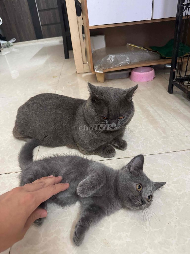 Mèo Munchkin Thuần Chủng. Mua bán Mèo tại Quận 7 Tp Hồ Chí Minh được đăng bởi Võ Chấn Giang hình 2