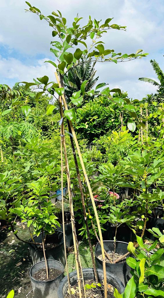 Táo Thái cây lớn khỏe đang bông trái. Mua bán Cây cảnh, đồ trang trí tại Quận Gò Vấp Tp Hồ Chí Minh được đăng bởi Vườn Kiểng Nhà Nị Ny hình 1