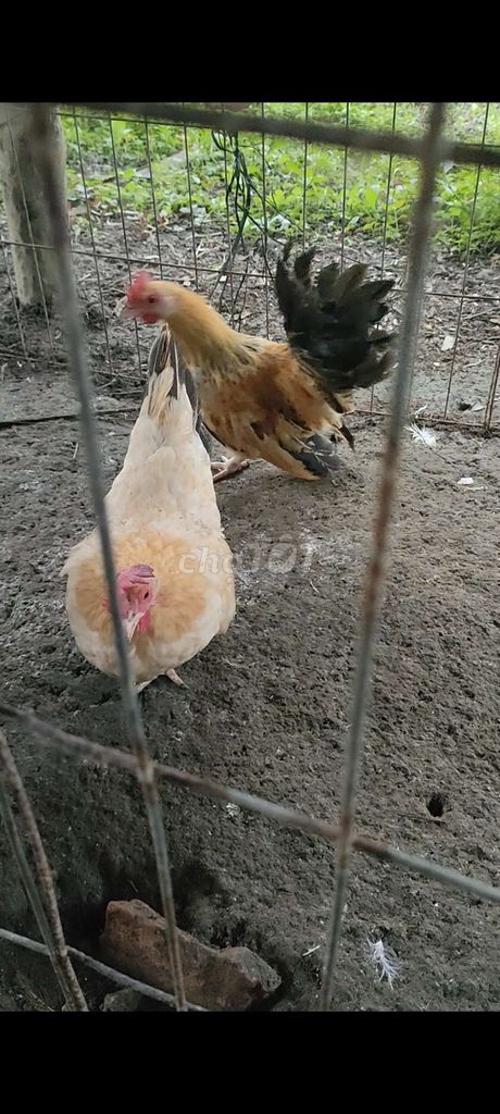 Gà cảnh nhiều màu cả hai. Mua bán Gà tại Huyện Tam Bình Vĩnh Long được đăng bởi Ngược Chiều Gio hình 1