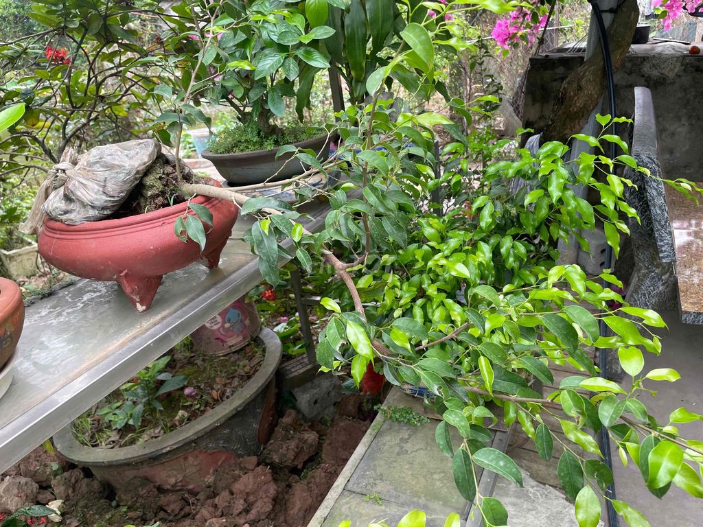 Cây cảnh Sanh nam điền. Mua bán Cây cảnh, đồ trang trí tại Huyện Trực Ninh Nam Định được đăng bởi Ngoc Long hình 1