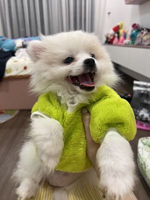 Chó Phốc Sóc lai Nhật Trắng