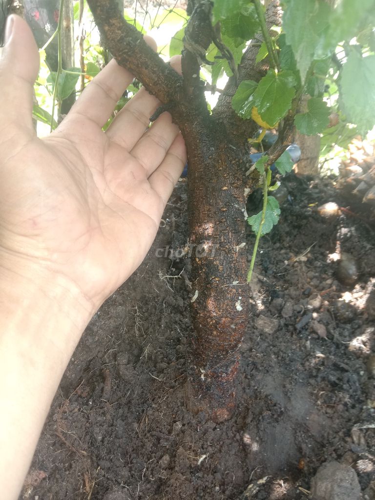 Cây dâu tằm tứ quý 1 năm tuổi. Mua bán Cây cảnh, đồ trang trí tại Huyện Phong Điền Cần Thơ được đăng bởi Trung hình 1