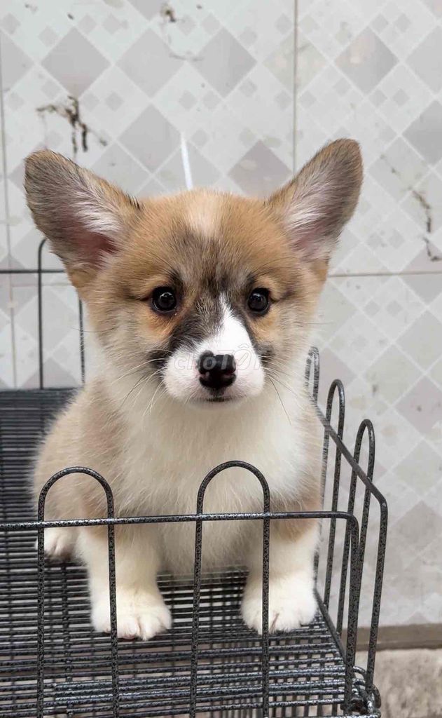 corgi tìm chủ