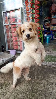 Chó cảnh cái Trắng nâu 9kg đã tiêm. Mua bán Chó tại Huyện Trảng Bom Đồng Nai được đăng bởi  Nguyễn Minh