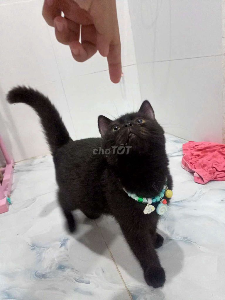 Mèo Ba Tư đen lông dài khỏe mạnh. Mua bán Mèo tại Quận 8 Tp Hồ Chí Minh được đăng bởi Anh Khoa hình 1