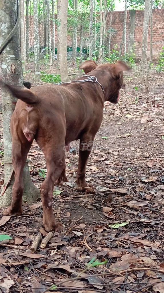 Chó Pitbull đực. Mua bán Chó tại Huyện Trảng Bom Đồng Nai được đăng bởi Trần Văn lưu hình 1