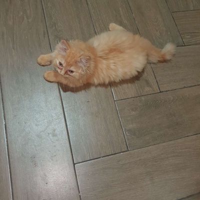 Mèo Anh 2 tháng tuổi, tụi con cần tìm nhà  mới