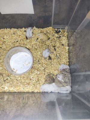 Chuột hamster winter white baby