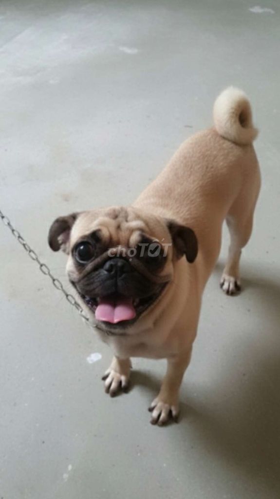 Chó Pug thuần chủng cái dễ thương. Mua bán Chó tại Huyện Hóc Môn Tp Hồ Chí Minh được đăng bởi Chó Quý Sài Gòn hình 1