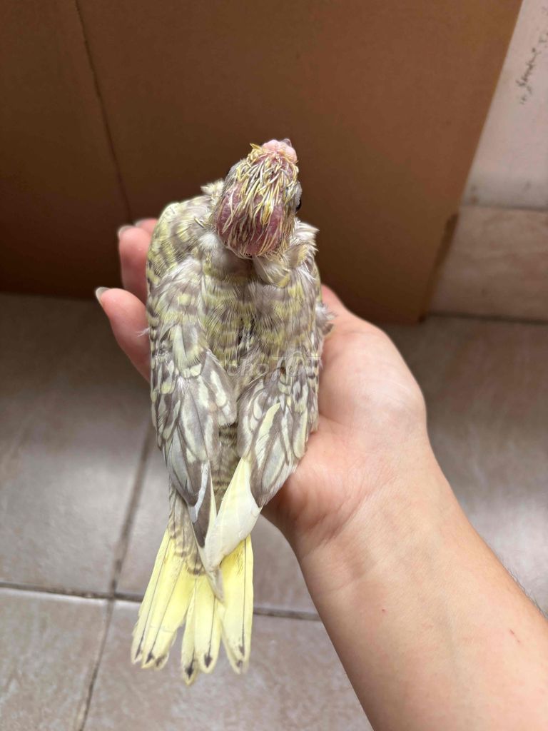 Vẹt Cockatiel màu sáng khỏe mạnh. Mua bán Chim tại Quận Bình Tân Tp Hồ Chí Minh được đăng bởi Hoa Duong hình 1