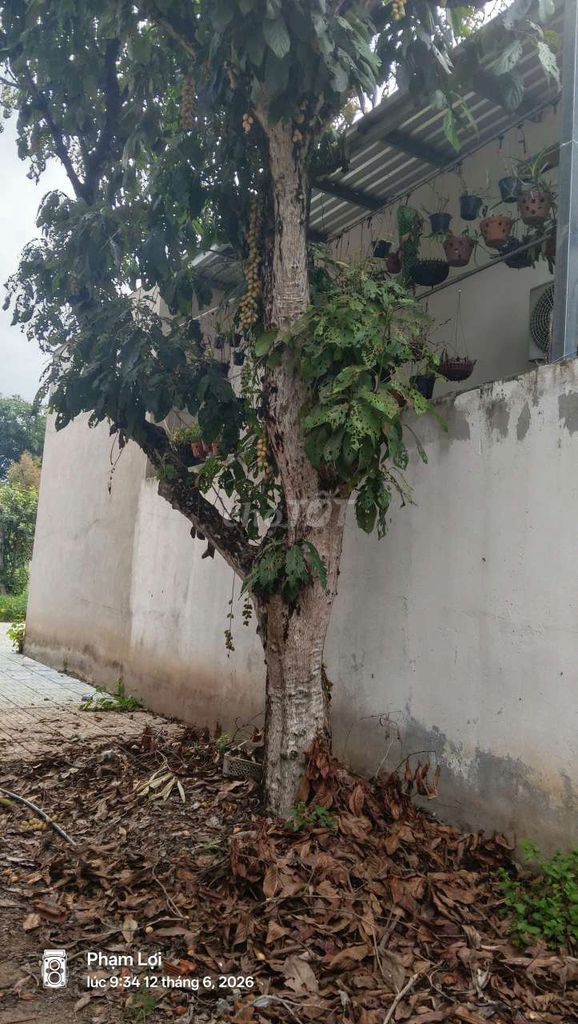 Cây dầu giống mới. Mua bán Đồ chuyên dụng, Giống nuôi trồng tại Thị xã Bến Cát Bình Dương được đăng bởi Nguyễn Thành Vỹ hình 1