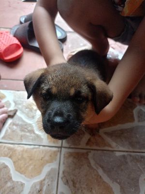 Bán chó con. Mua bán Chó tại Quận Ngũ Hành Sơn Đà Nẵng được đăng bởi Phim Hình