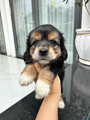 cocker spaniel lai Nhật lùn