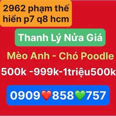 Thanh lý ❤️ chó Poodle 💚mèo anh 💙thuần chủng