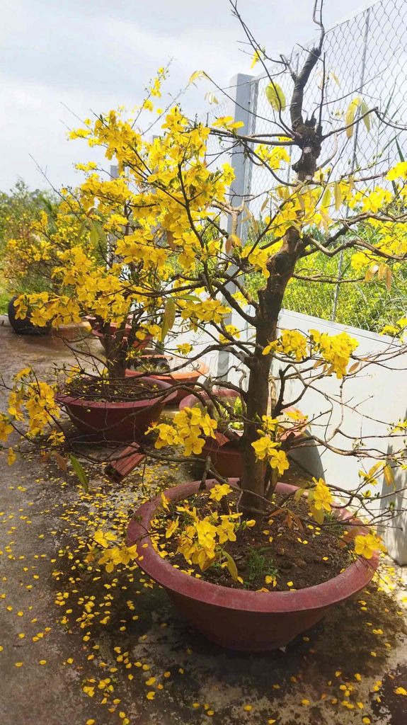 Mai Nguyên Thủy Bonsai-Hoành 45-Đế Nổi Đẹp-Hoa Dày. Mua bán Cây cảnh, đồ trang trí tại Huyện Lai Vung Đồng Tháp được đăng bởi Thành Real hình 1