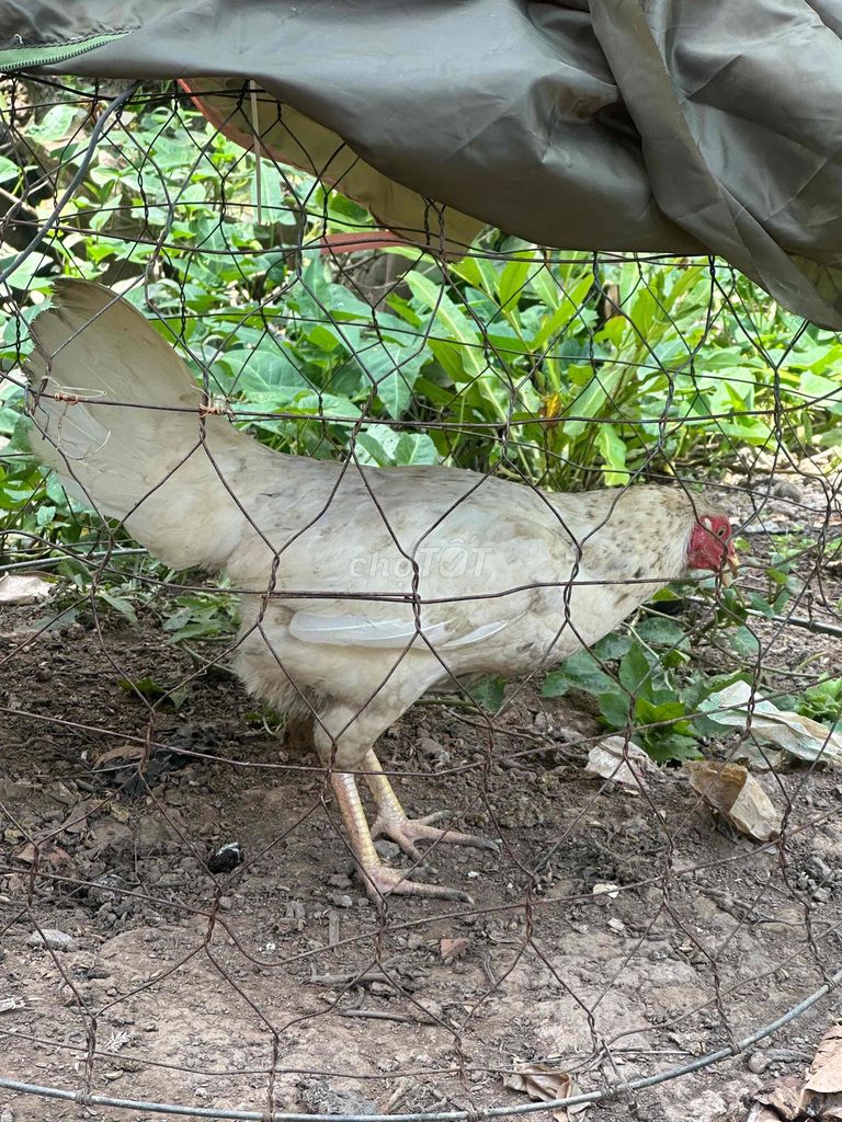 Gà giống cái trắng 1.7kg. Mua bán Gà tại Huyện Mỹ Xuyên Sóc Trăng được đăng bởi thanh nhàn hình 1