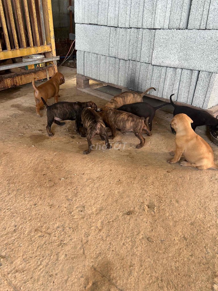 Chó Phú Quốc lai Rottweiler đã biết ăn. Mua bán Chó tại Huyện Chơn Thành Bình Phước được đăng bởi Thu Hồng hình 2