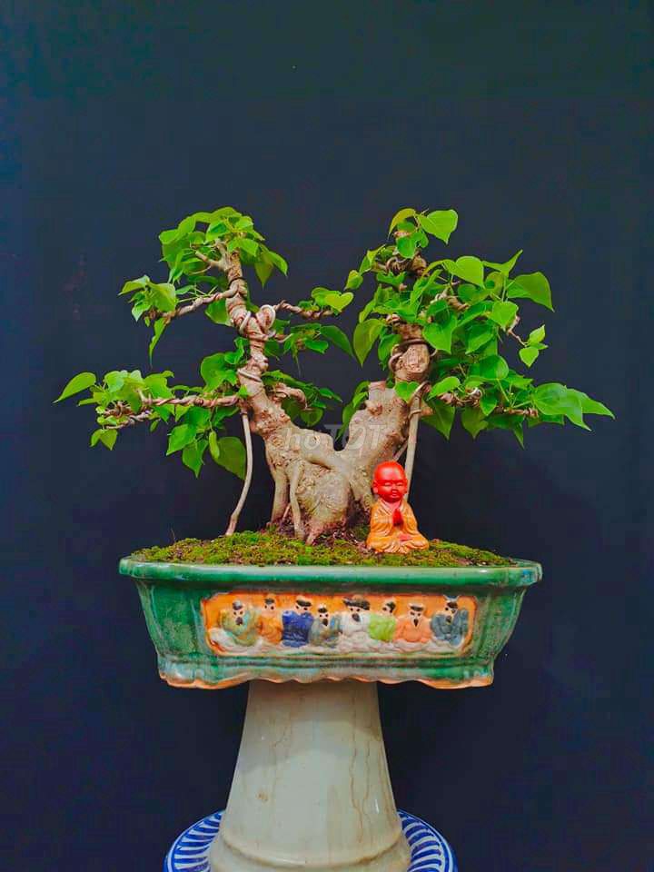 Cây Bồ Đề bonsai cao 40cm