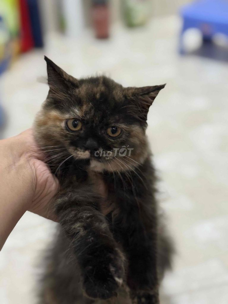 RÃ ĐÀN BẦY MÈO ANH LÔNG NGẮN/DÀI/MUNCHKIN. Mua bán Mèo tại Quận 8 Tp Hồ Chí Minh được đăng bởi Lazycat Room hình 4