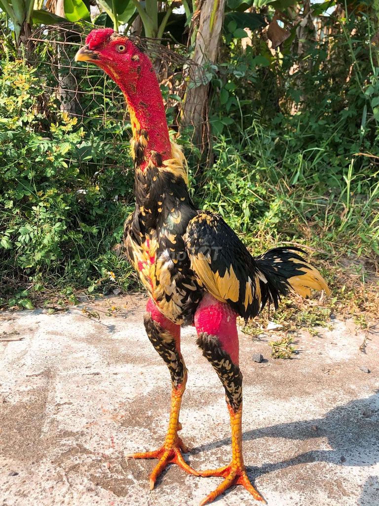 Gà chọi Đực. Mua bán Gà tại Thị xã Sông Cầu Phú Yên được đăng bởi Gà Kết hình 1