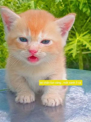 Mèo chân lùn Munchkind cute. Mua bán Mèo tại Quận Thốt Nốt Cần Thơ được đăng bởi Vựa Mèo Xinh giá luôn rẻ  bhsk  tốt 