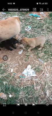 Chó Mông Cộc Cái Đực