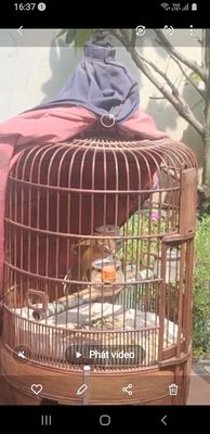 my 3m ktl hót xòe cp cứng. Mua bán Chim tại Quận 12 Tp Hồ Chí Minh được đăng bởi chào mào khủng cưc to
