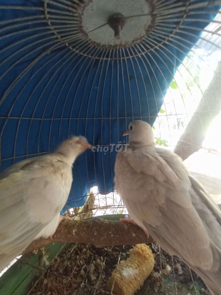 Chim cu pháp Trắng Khỏe mạnh. Mua bán Chim tại Huyện Tam Bình Vĩnh Long được đăng bởi Nguyễn Hoàng Phong hình 1