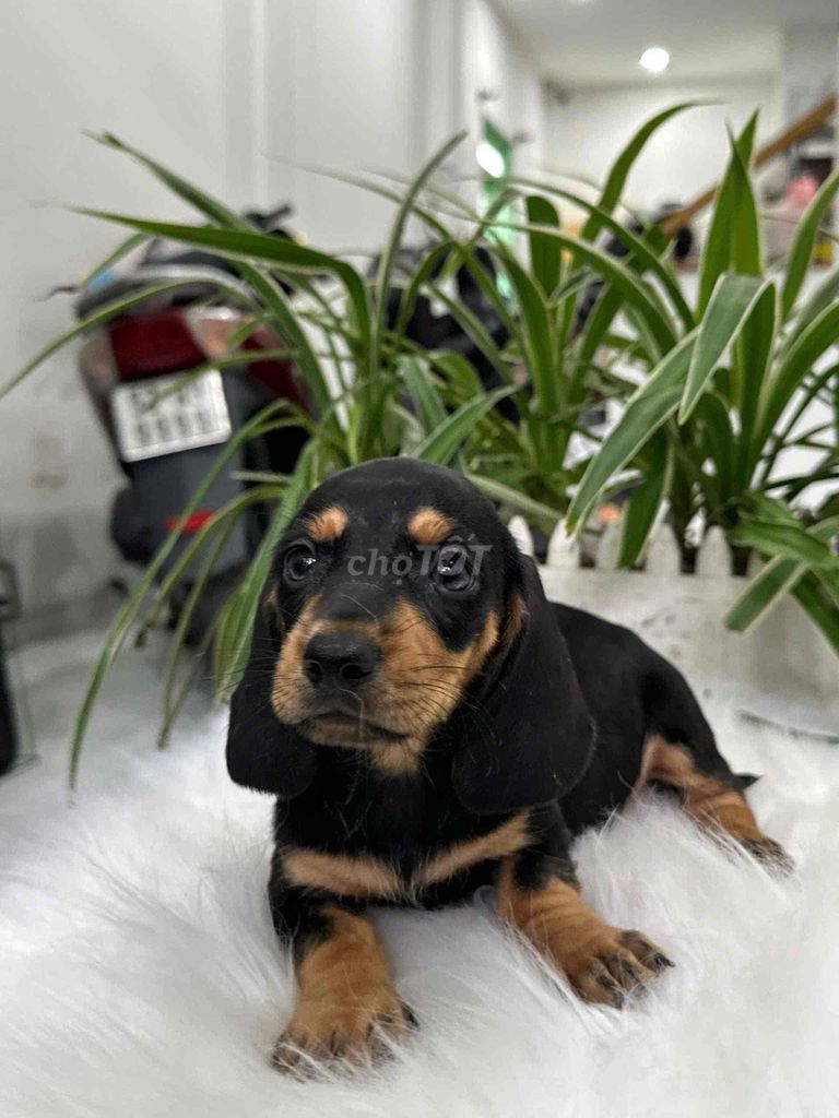 CHÓ LẠP XƯỞNG. Mua bán Chó tại Quận 12 Tp Hồ Chí Minh được đăng bởi văn hình 1