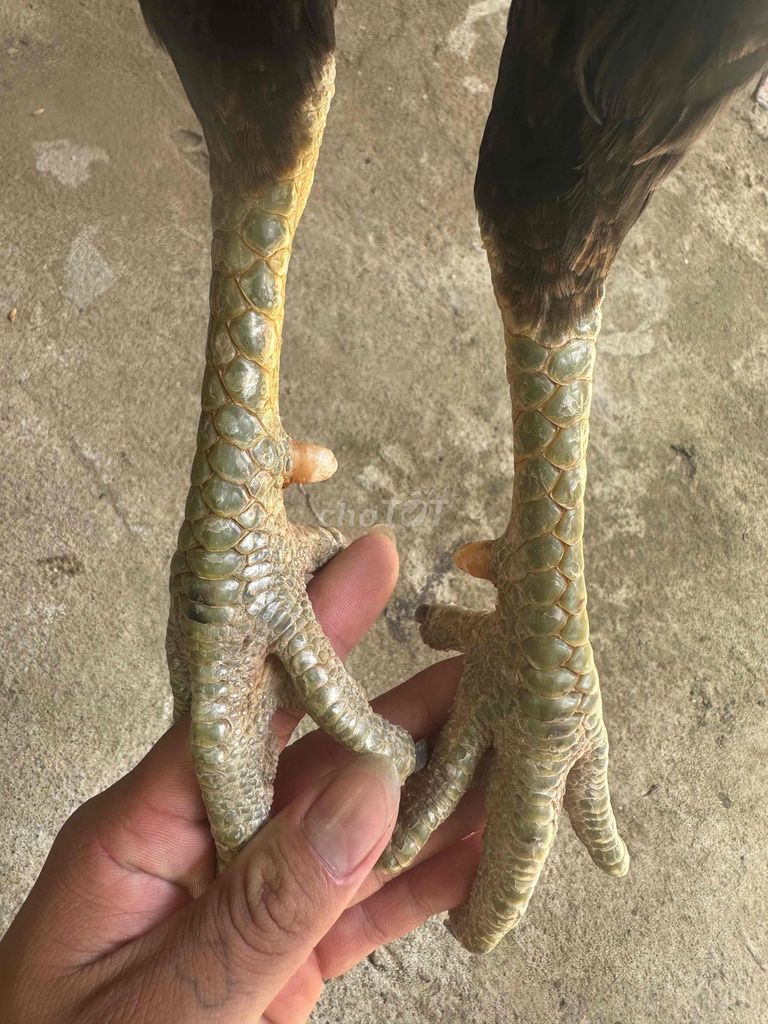 Thanh lý rám lông 3kg3. Mua bán Gà tại Huyện Trà Ôn Vĩnh Long được đăng bởi Thanh duy hình 1
