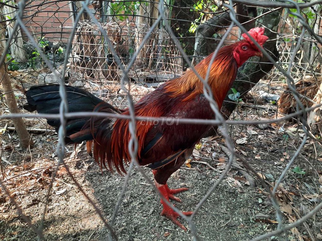 cặpga3kg4.chơi liền . Mua bán Gà tại Huyện Định Quán Đồng Nai được đăng bởi Ngọc Quang hình 1