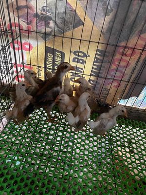 gà con serama. Mua bán Gà tại Huyện Phong Điền Cần Thơ được đăng bởi nguyễn quốc cường