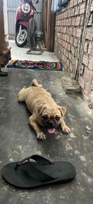 cần bán e gái Pug 7 tháng. Mua bán Chó tại Quận Liên Chiểu Đà Nẵng được đăng bởi Thống Nhất
