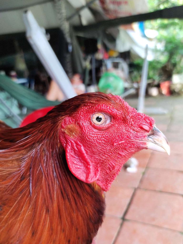 Gà vàng 3kg6