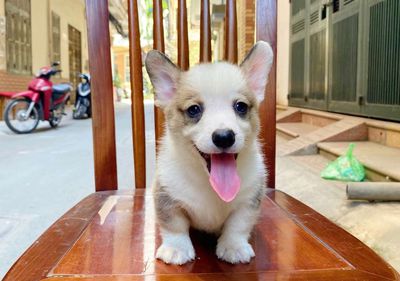 Corgi đáng yêu hơn NYC ^^