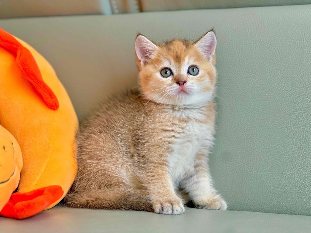 mèo golden tìm chủ mới. Mua bán Mèo tại Quận 6 Tp Hồ Chí Minh được đăng bởi Trần hình 1
