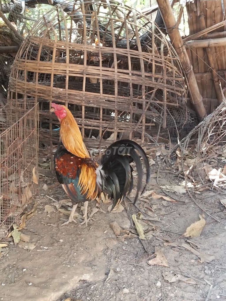 Gà đa sắc 1.4kg 7 tháng. Mua bán Gà tại Huyện Trà Cú Trà Vinh được đăng bởi gà đá trà Vinh  hình 1