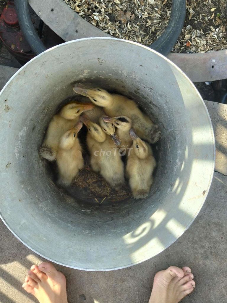 Vịt con Vàng nhạt. Mua bán Thú cưng khác tại Thành phố Vĩnh Long Vĩnh Long được đăng bởi Tín Lê hình 1