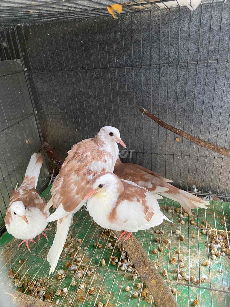 Cu thái văn hoa đỏ. Mua bán Chim tại Quận Gò Vấp Tp Hồ Chí Minh được đăng bởi Cường Cool hình 2