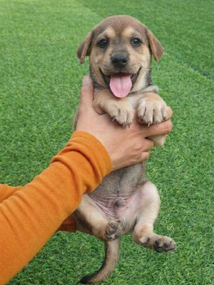 Shiaba đực 2 tháng, 6 móng đeo hiếm, phong thủy