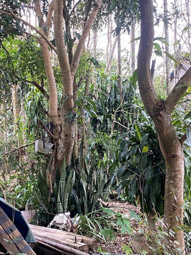 Cây ăn quả Thanh trà, xoài úc , nhãn Huế. Mua bán Cây cảnh, đồ trang trí tại Thị xã Hương Trà Thừa Thiên Huế được đăng bởi Nguyễn Thị Thanh Tuyền  hình 1