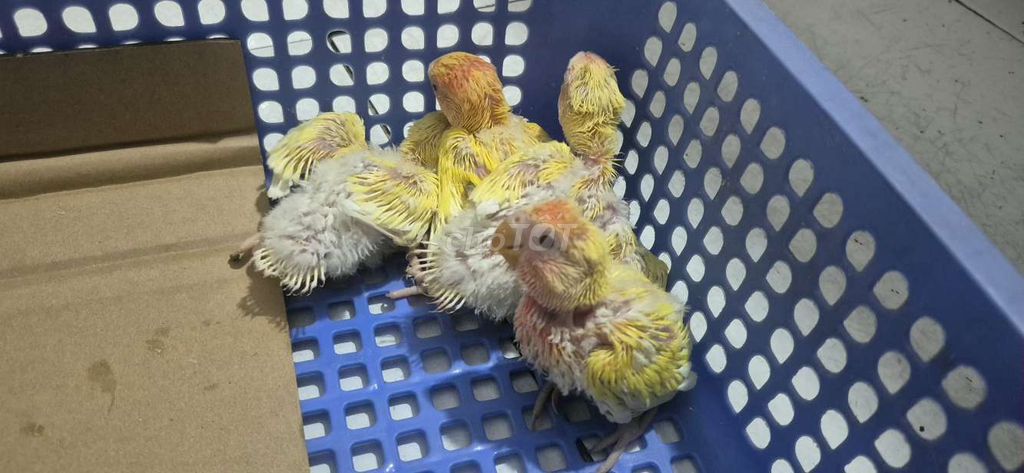 Chim Love Bird non. Mua bán Chim tại Huyện Bến Lức Long An được đăng bởi Chim Vẹt Long An hình 1