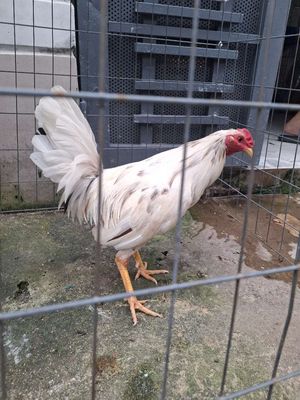 Gà bướm lai. Mua bán Gà tại Huyện Hóc Môn Tp Hồ Chí Minh được đăng bởi tuan