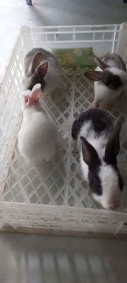 Thỏ kiểng. Mua bán Thú cưng khác tại Quận 7 Tp Hồ Chí Minh được đăng bởi BỌ Ú SG Q7