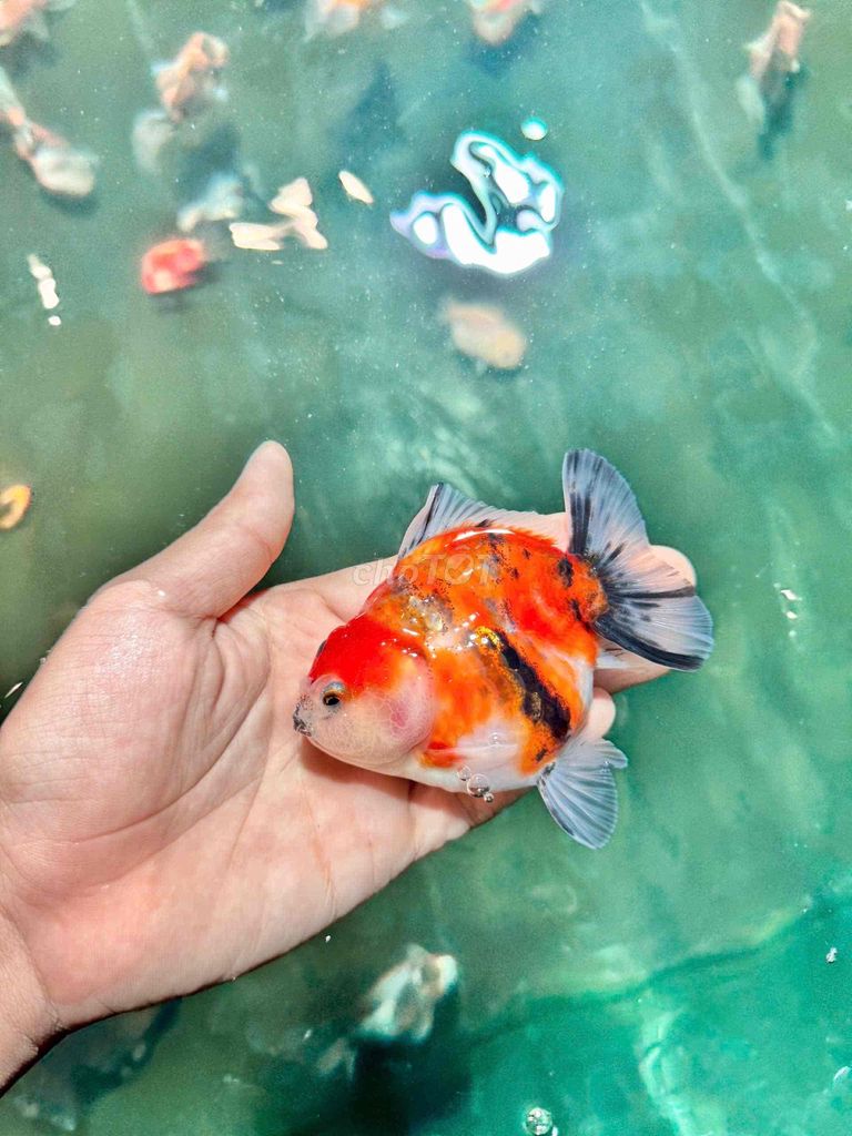 Cá vàng oranda ranchu 150.000-600.000 ở Hóc Môn