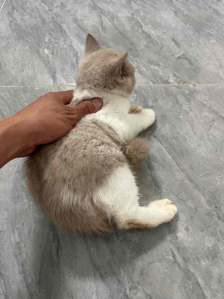 Mèo Anh lông ngắn cái 3 tháng trắng xám. Mua bán Mèo tại Quận Long Biên Hà Nội được đăng bởi minh điệp hình 1