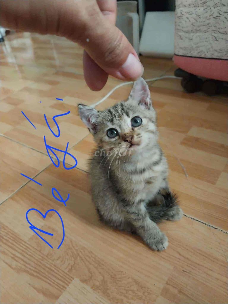 mèo lai anh. Mua bán Mèo tại Quận 12 Tp Hồ Chí Minh được đăng bởi thu hình 2