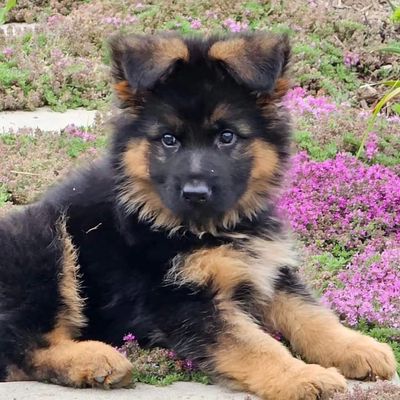 Chó Becgie đực 68 ngày