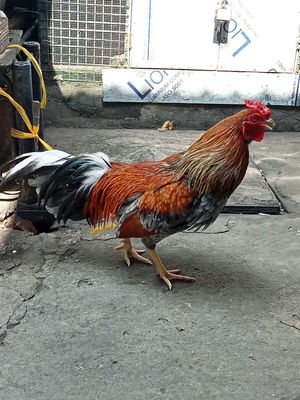 Gà xám to hiện 2kg1. Mua bán Gà tại Quận 11 Tp Hồ Chí Minh được đăng bởi joker