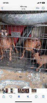 chuyển nhượng gia đình nhà phốc. Mua bán Chó tại Quận Lê Chân Hải Phòng được đăng bởi dương